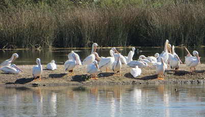 group of white pelicans roosting on an dirt island at a marsh